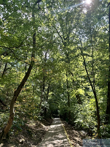Shaded trail through the forest on the way to Avala
