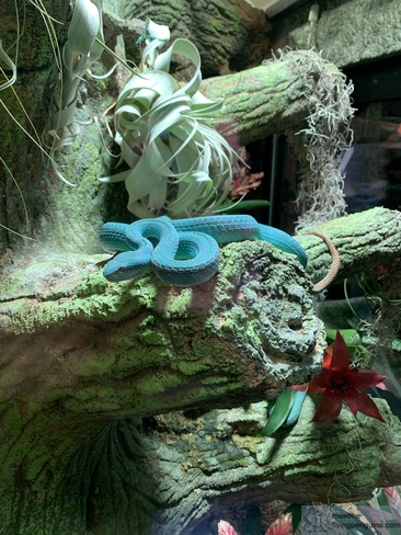 A striking turquoise Blue Insularis Pit Viper at Universeum's Reptilarium
