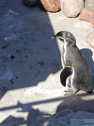 A Humboldt penguin at Slottsskogen Zoo in Gothenburg