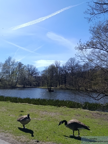 Two geese by the lake in Slottsskogen Park
