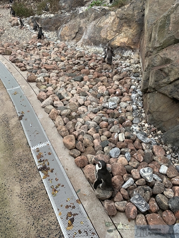 Group of Humboldt penguins at Slottsskogen Zoo