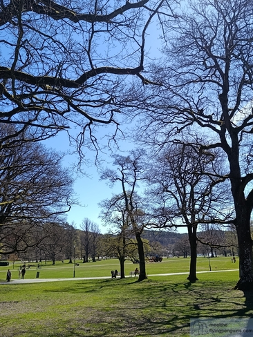 Green lawns and trees in Slottsskogen Park