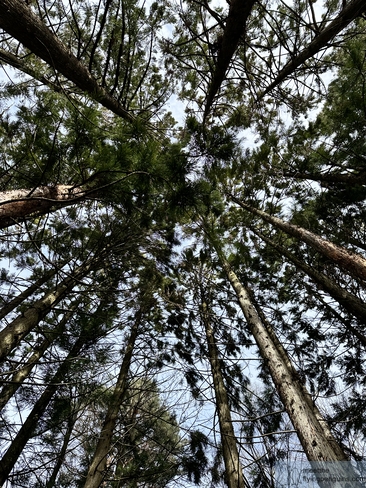 Towering pines seen from below in the Änggårdsbergen nature reserve near Gothenburg
