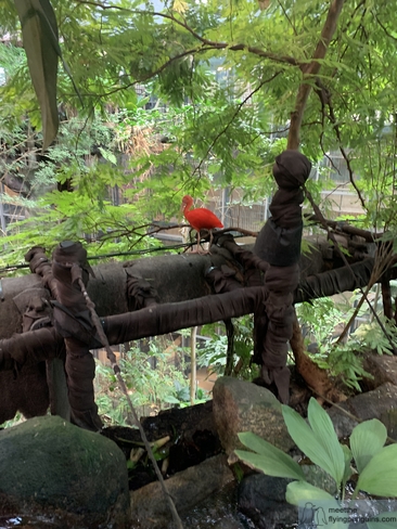 A vibrant Scarlet Ibis in the Universeum rainforest